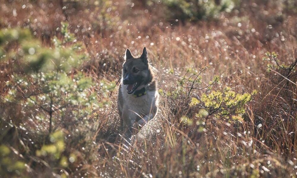 Spåra din hund med nya Garmin T5X